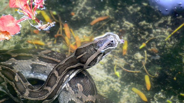 Python in Water