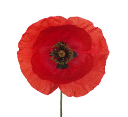 red poppy