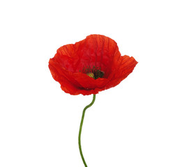 red poppy