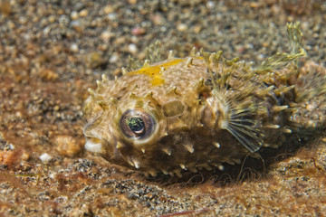 Yellow young puffer fish © Andrea Izzotti