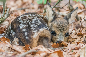 Young deer