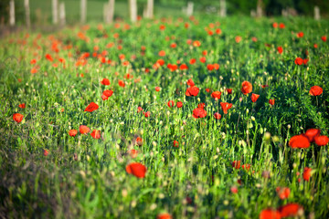 Pré et coquelicots