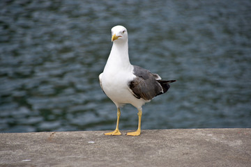 Möwe im Hafen