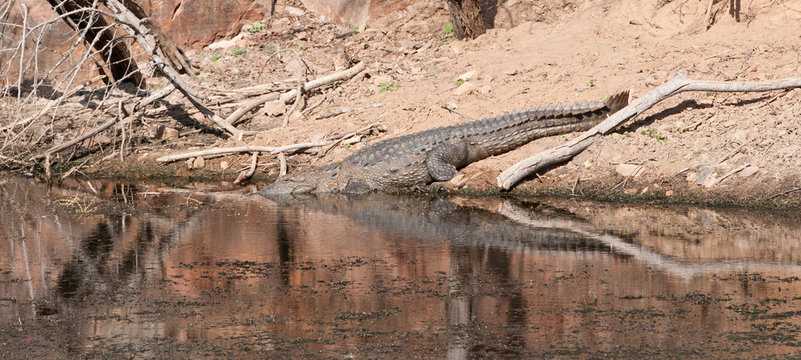 indian marsh crocodile going to swim in the lake