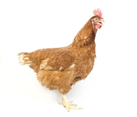 Hen in reproductive age, isolated on white background