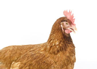 Hen in reproductive age, isolated on white background