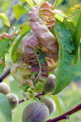 Damaged leaf peach.