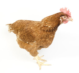 Hen in reproductive age, isolated on white background