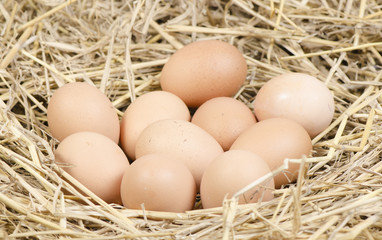 brown chicken eggs in a straw nest