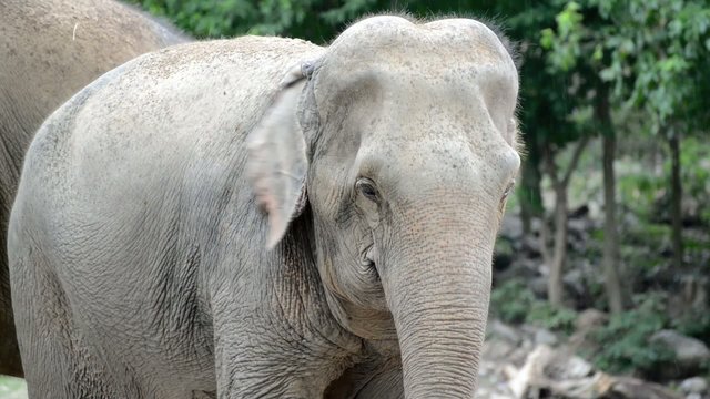 Asian elephant (Elephas maximus) of South and Southeast Asia