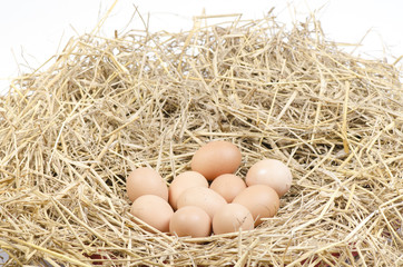 brown chicken eggs in a straw nest