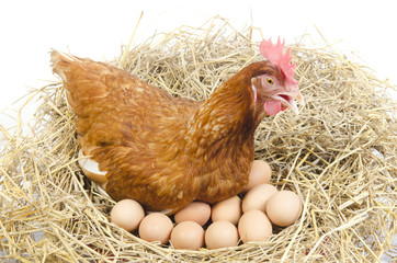 Isolated brown hen with egg in the studio