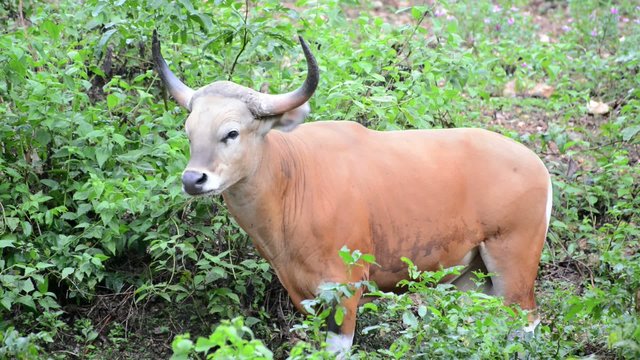 female banteng standing alone in nature