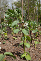Broad bean plants.