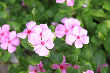 Obraz premium Pink catharanthus roseus in the garden.