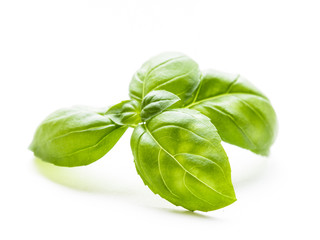 Green basil isolated