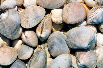Tas de palourdes et de coques