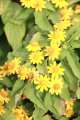 Yellow flower of Wedelia or wedelia trilobata.