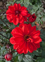 Dahlien