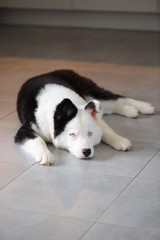 Laika de Yakoutie