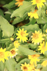 Yellow flower of Wedelia or wedelia trilobata.