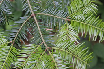 Fototapeta premium needle tree