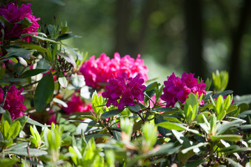 Fototapeta premium Rhododendren