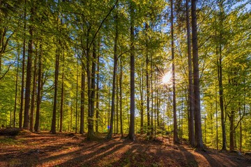 Obraz premium Morgens im Wald