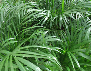 foliage plants