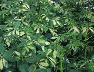 foliage plants