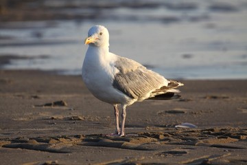 Fototapeta premium Silbermöwe am Strand