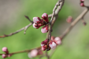 The start of apricot blossom.