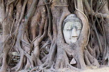 Stone budda head covered by the tree roots