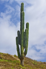 big cactus in front of the blue sky - 65290229