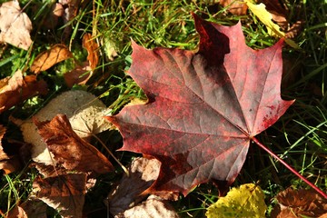 Ahornblatt im Herbst