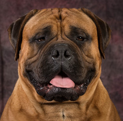 bullmastiff portrait