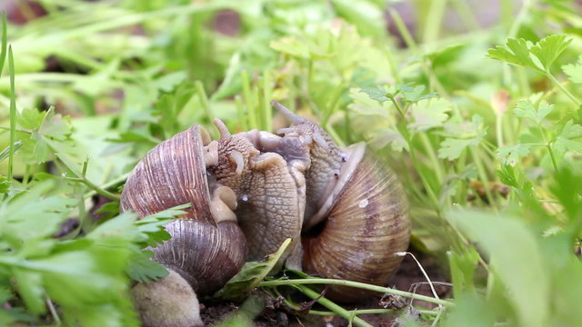 Snail couple. Snail lovers. Snail couple make love.