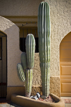 big cactus at the enter of the house