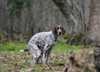 dog pooping