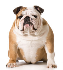 english bulldog