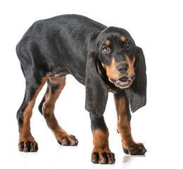 black and tan coonhound