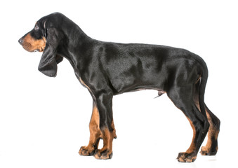 cute puppy