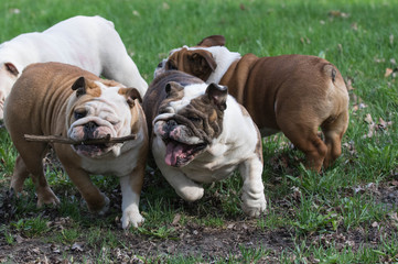 four dogs playing