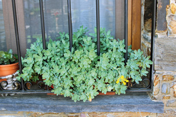 Planta ornamental en maceta, Pinofranqueado, Hurdes, España