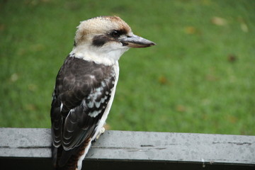 kookaburra in Sydney