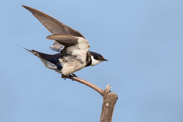 Close-up of a white-throated swallow take off from wood perch