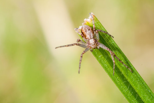 spider