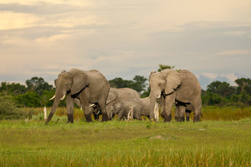 Elefantenherde vor Abendhimmel