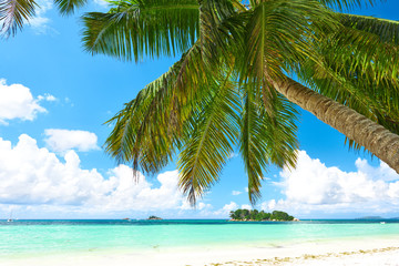 Beautiful beach with palm tree at Seychelles