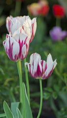 Tulips